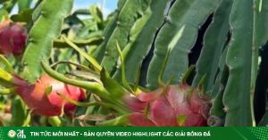 Thanh long rot gia the