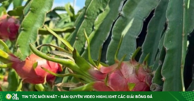 Thanh long rot gia the